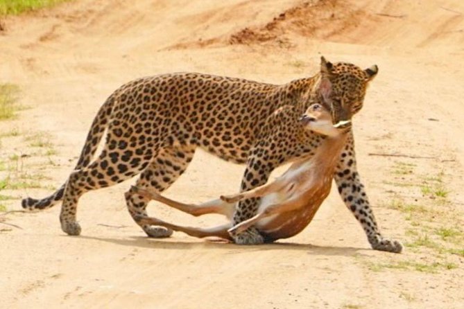 Yala Half Day Safari - Accessibility Considerations