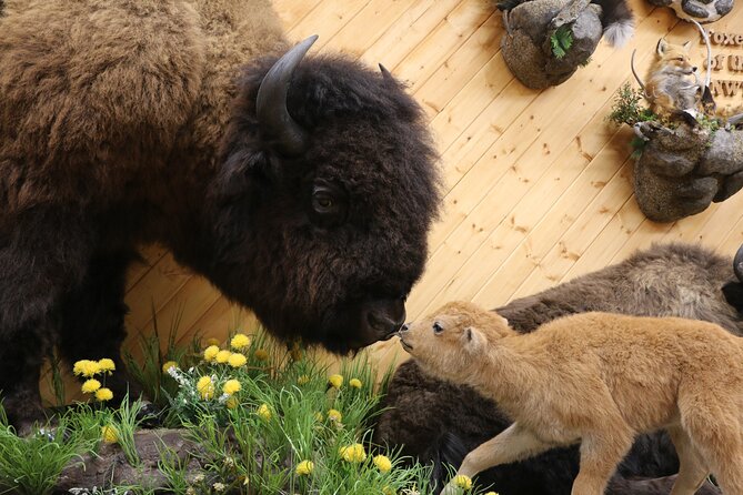Yellowknife City Tour + Natures North Wildlife Gallery - Highlights of the Tour