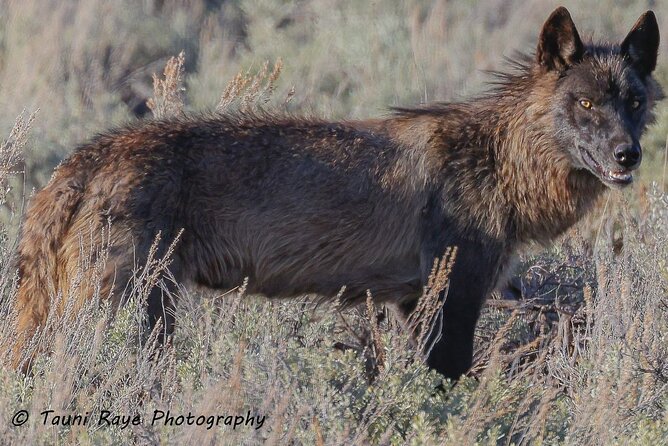 Yellowstone Full-Day Upper Loop With Wildlife Adventure W/Lunch - Customizing the Perfect Tour