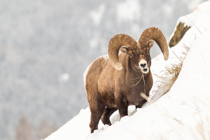 Yellowstone Full Day Winter Tour (With Optional Hike or Snowshoe) - Optional Hike or Snowshoe Options