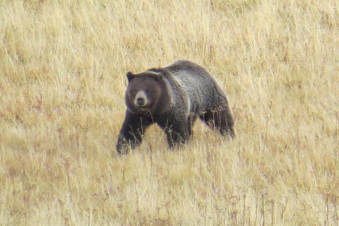 Yellowstone National Park - PRIVATE Full-Day Lower Loop Tour From Jackson Hole - Meeting and Pickup Details
