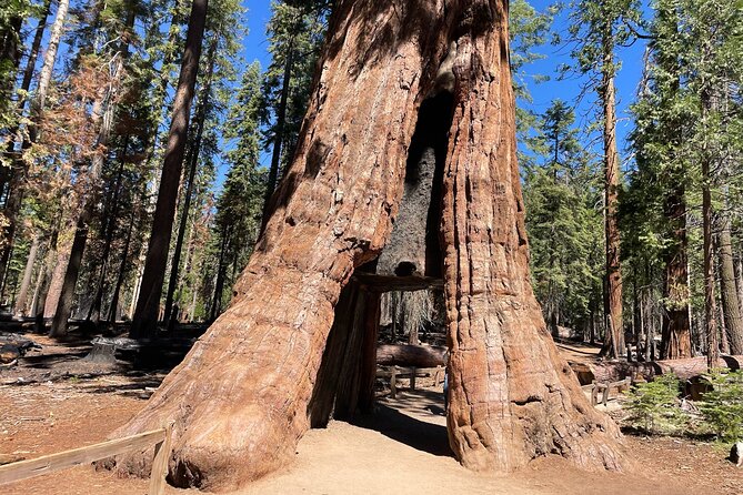 Yosemite National Park & Sequoias Private Tour From San Francisco - Booking Information