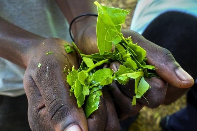 Zanzibar Spice Tour - Sensory Delight of Spices
