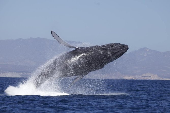Zodiac Whale-Watching Adventure in Los Cabos - Recommended for Travelers