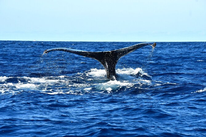 Zodiac Whale Watching Adventure - Incl FREE Photos & Whale Sightings Guarantee - Safety Precautions