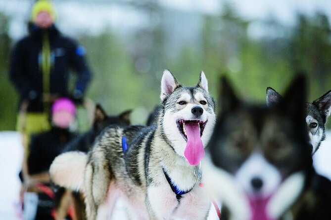 5KM Husky Sled Ride From Levi - Good To Know