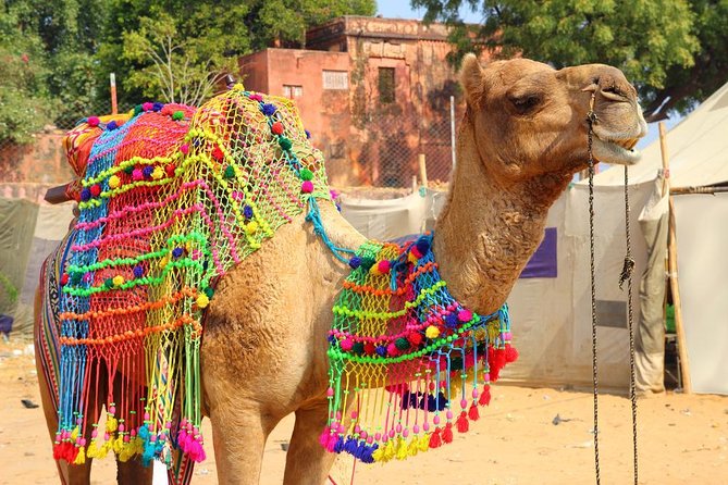 6 Days Golden Triangle Tour With Pushkar : Delhi, Agra and Jaipur - Good To Know