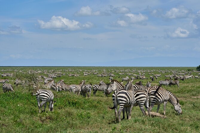 6 Days Serengeti Classic Safaris Odyssey in Tanzania - Key Points