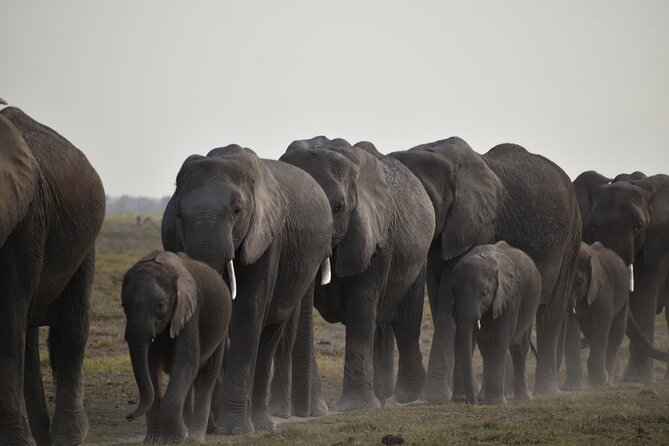 06 Days Kenya LuxuryLodge Safari - Traveler Reviews