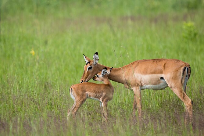 1 Day Akagera National Park Safari - Review Highlights