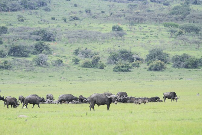 1 Day Akagera Wildlife Safari ( 2 Pax Min) - Customer Reviews