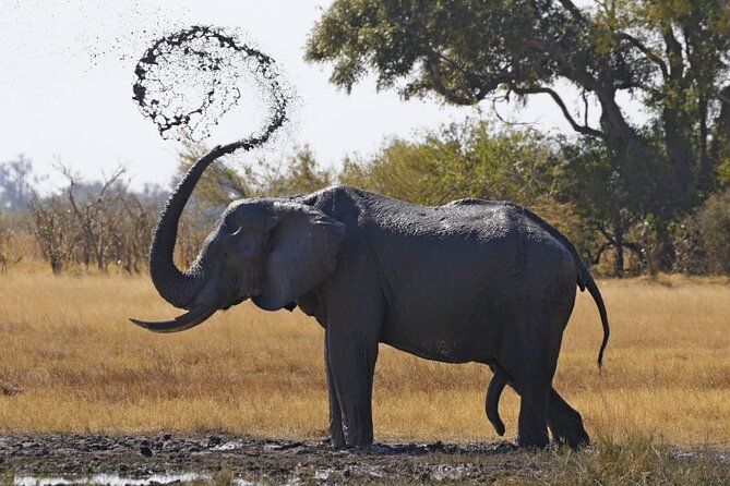 1 Day Moremi Game Drive Safari, Guided - Pricing and Group Size