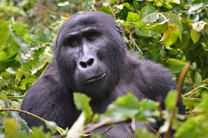 1 Day Mountain Gorilla Trekking Safari Uganda - Frequently Asked Questions