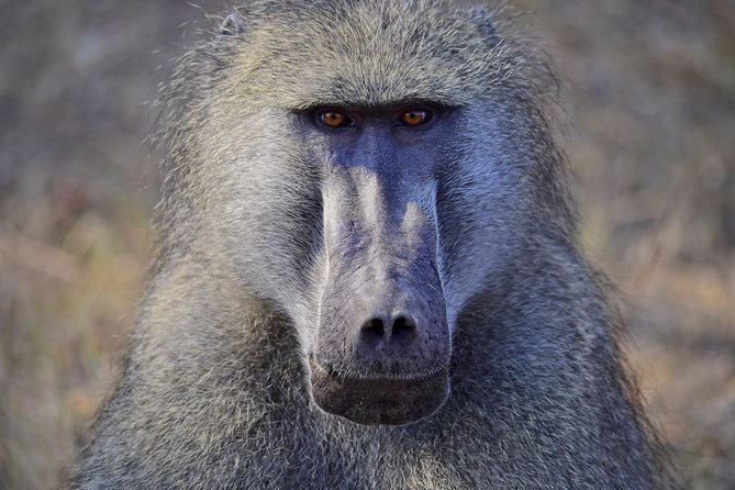 1 Day Photographic Wildlife Safari From Hazyview to Kruger Park - Wildlife Photography Tips