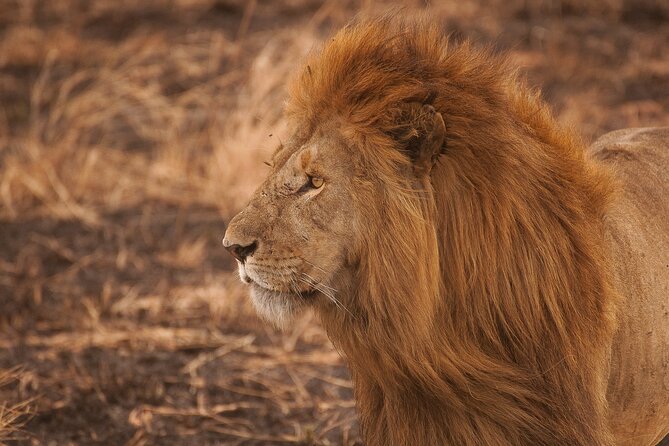 10-Day Predators Tanzania Safari Luxury Package - Pricing and Availability