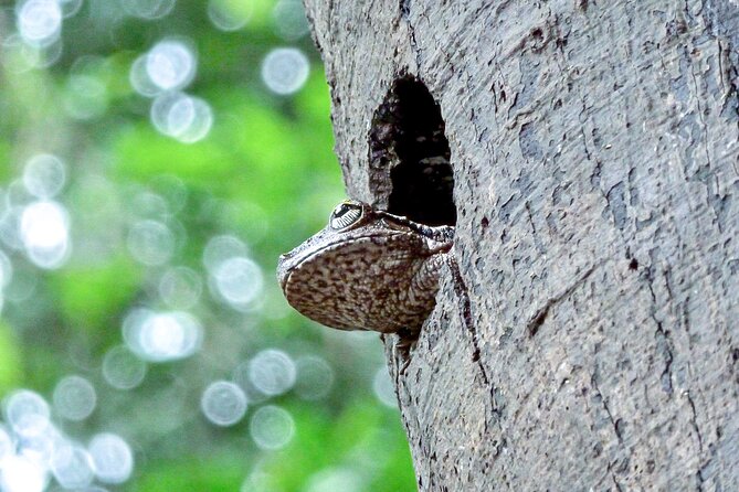 10-Day The Search For El Dorado by Amazon Explorer Iquitos - Discovering Pacaya-Samiria Treasures