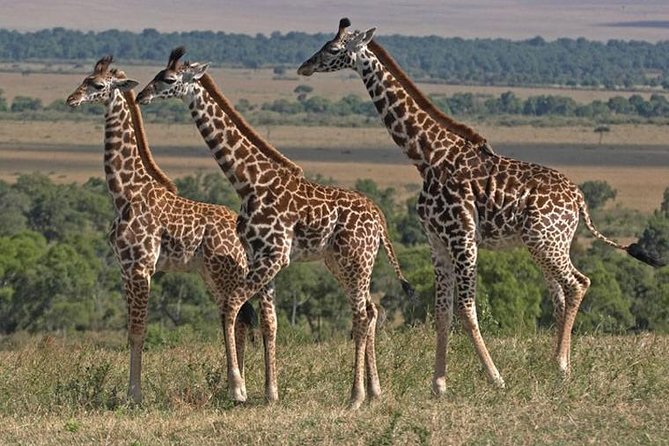 10 Days / 9 Nights Join Group Safari - Travel Tips and Considerations