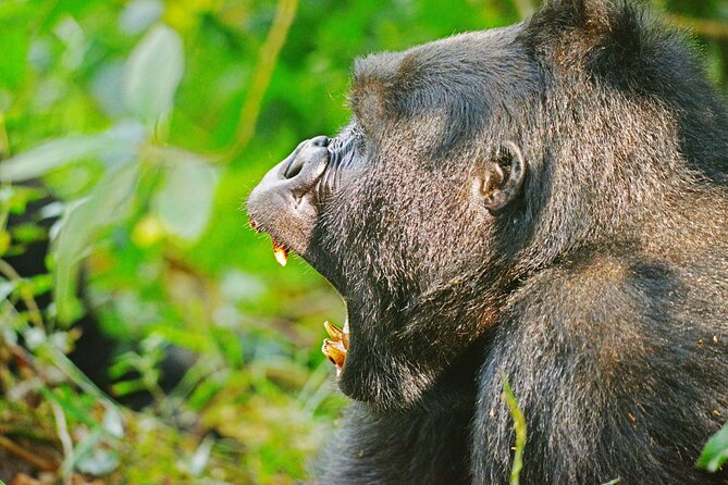 10 Days Affordable Gorilla Trekking Holiday - Booking and Cancellation Policies