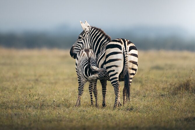 10 -Days Best of Kenya and Tanzania Classic Safari - Booking and Cancellation