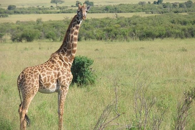12-DAY Kenya and Tanzania Budget Private Safari From Nairobi - Traveler Tips