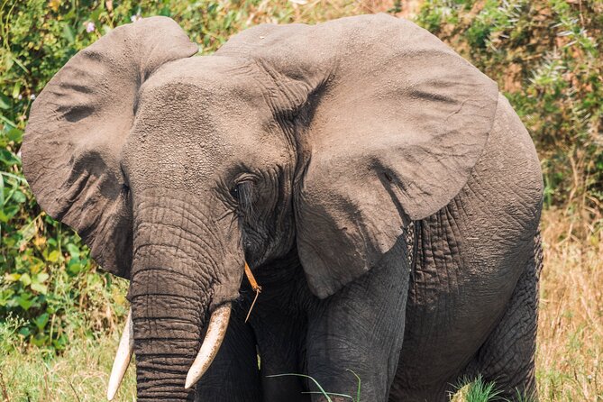 12-Day Pearl of Africa Wildlife and Adventure Highlights - Transportation and Amenities
