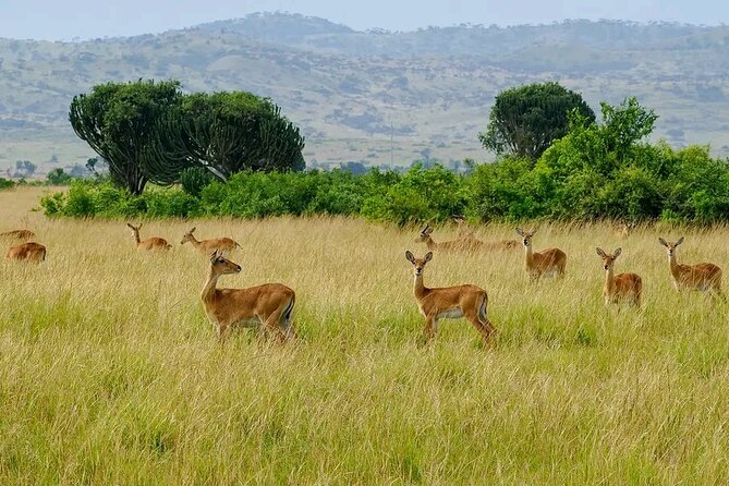 13 Day Uganda Safari With Gorillas, Chimps & Tree Climbing Lions - Health and Safety Tips