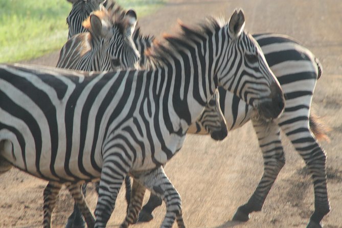 13-Day Wildlife Adventure Trip to the Pearl of Africa - Traveler Reviews and Ratings