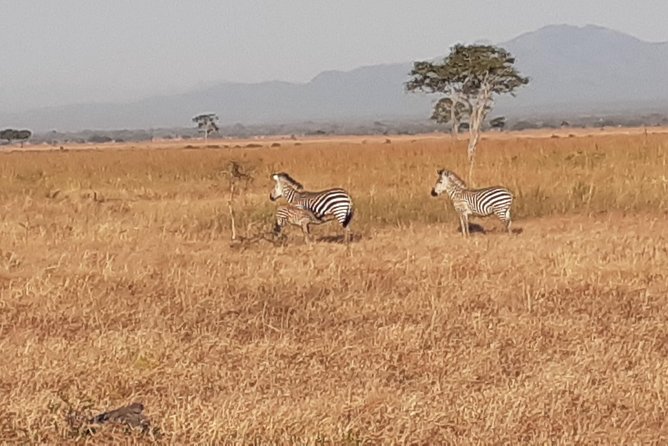 2 Day Safari to Mikumi Departure From Zanzibar - Customer Reviews