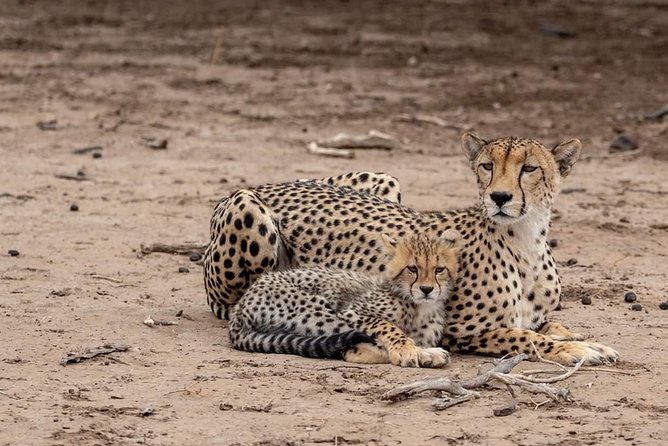 2 Days / 1 Night Join Group Safari - Reviews and Pricing