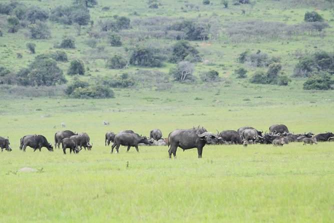 2 Days Akagera Wildlife Safari - Booking Information