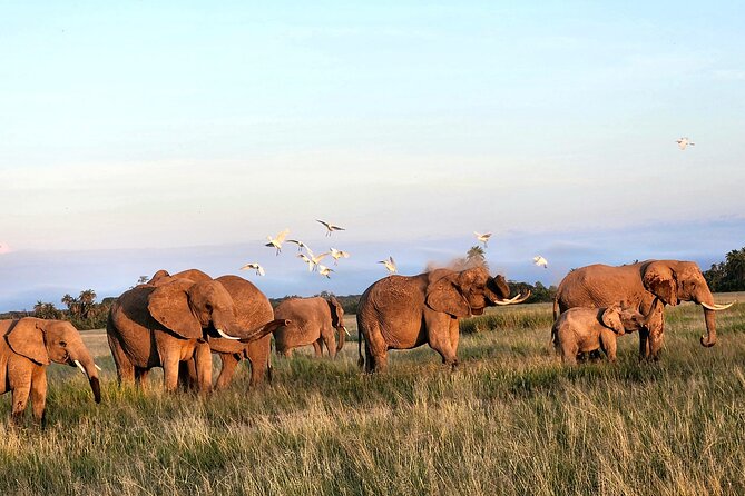 2 Days Amboseli Park Overnight Private Safari - Additional Information