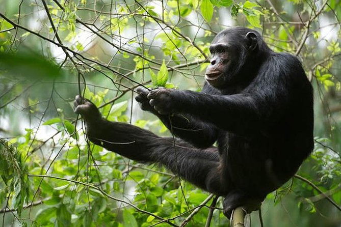 2 Days Chimpanzees Trekking Tour and Canopy Walk Adventure - Health and Safety Considerations