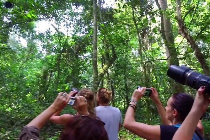 2 Days Chimpazee Safari in Kibale Forest Park Uganda. - Highlights of the Safari