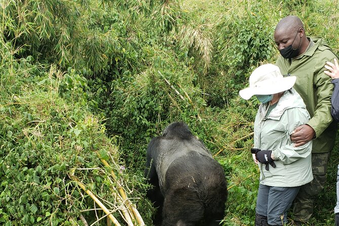 2 Days Mountain Gorilla Safari Rwanda - Experience the Mountain Gorillas