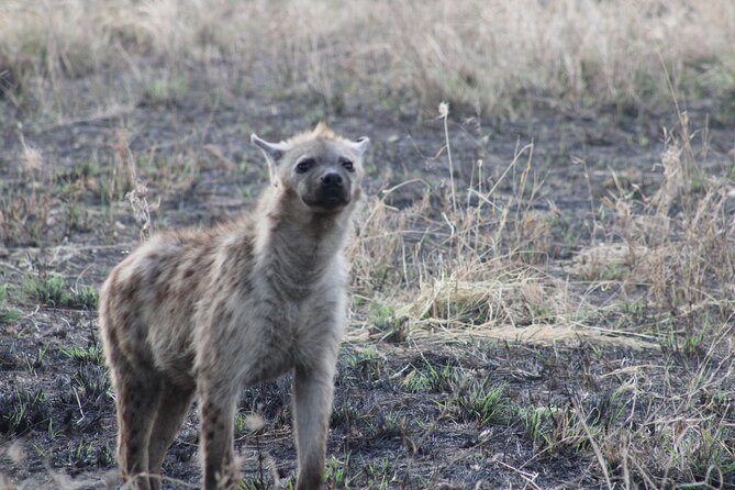 2 Days Private Camping Safari - Visiting Ngorongoro Crater