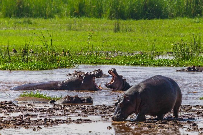 2-Days Private Midrange Safari From and to Zanzibar - Cancellation Policy