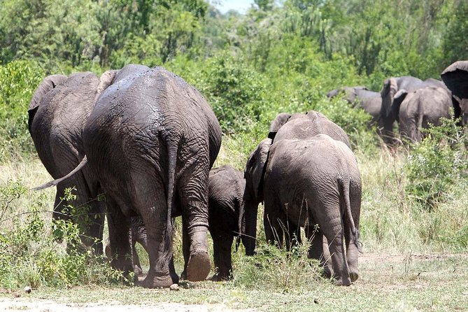 2 Days Safari to Queen Elizabeth National Park With Cruise - Booking and Cancellation