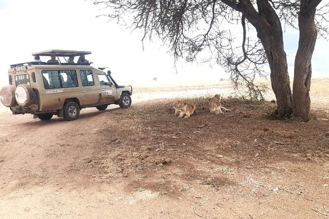 2 Days Tarangire & Ngorongoro Budget Safari Tour Tanzania - Traveler Recommendations and Restrictions