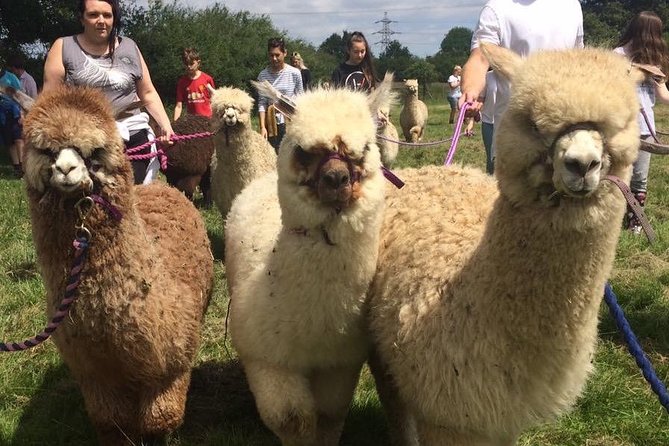 2-Hour Alpaca Farm Experience in Kenilworth - Unique Souvenirs and Gifts
