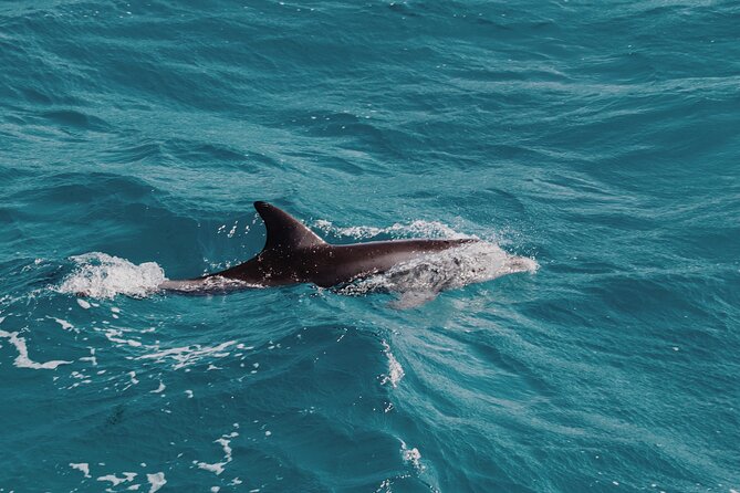 2 Hour Dolphin Watching Experience in Muscat - Tips for Travelers