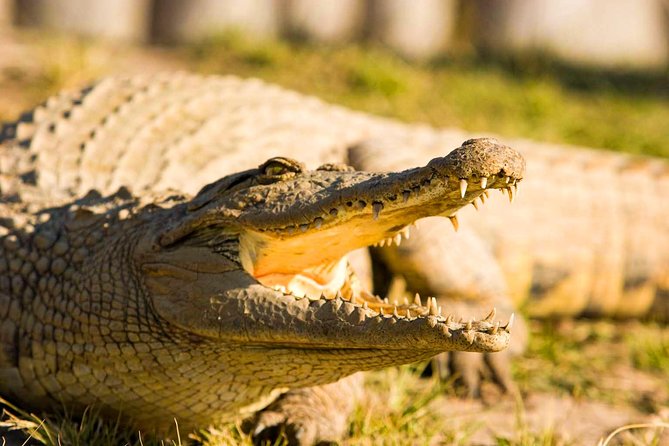 2-Hour Game Drive at the Plettenberg Bay Game Reserve - Additional Considerations for Travelers