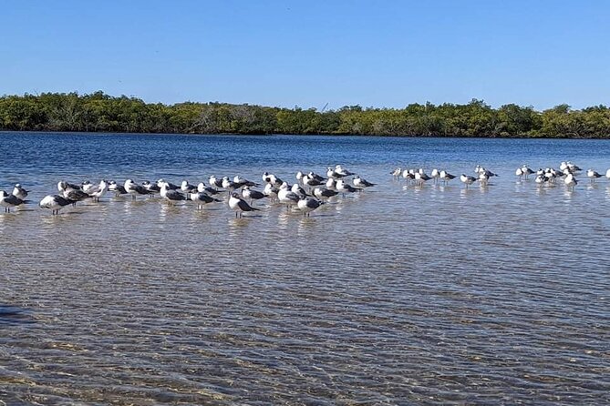 2 Hours Kayak Eco Tour in Tarpon Springs - Educational Experience