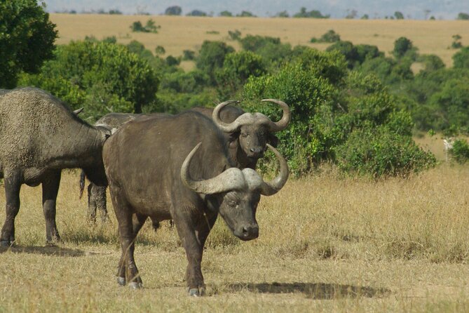 2 Nights 3 Days Masai Mara Safari Package - Cultural Experiences
