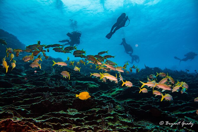 2 Tank Shore Dive at Sea Turtle Cove - Explore Hilos Vibrant Reefs