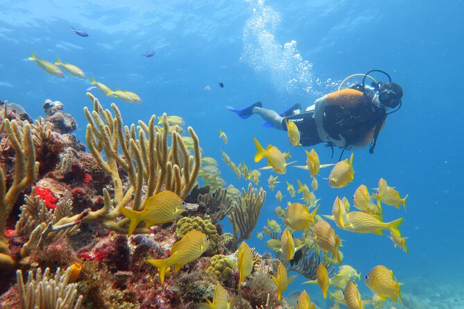 2 Tanks Dives Cancun Underwater Museum for Certified Divers - Booking and Pricing Details