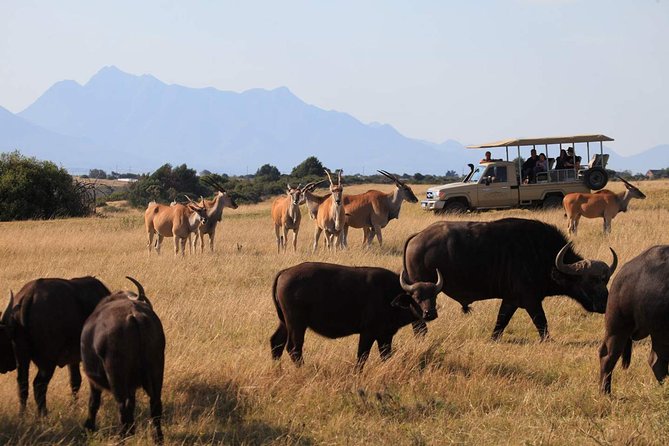 3 Day Garden Route Highlights and Safari With Private Transfers - Optional Upgrades and Extras