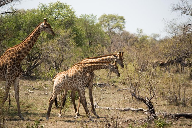 3 Day Lodge/Masango Kruger National Park Safari - Dietary Options