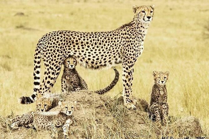 3 Day Maasai Mara Shared Safari - Pricing and Group Size