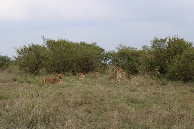 3-Day Maasai Mara Sharing Safari in a 4x4 Land Cruiser Jeep - Optional Activities