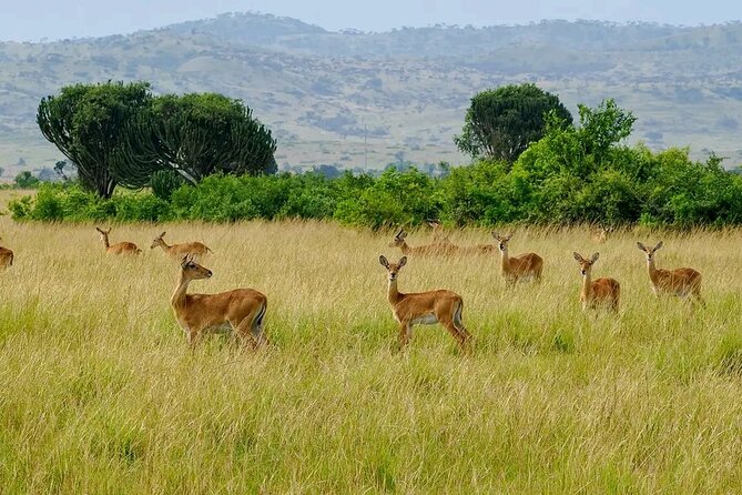 3 Day Murchison Falls BIG 5 and Wildlife Viewing Safari - Booking and Cancellation Policies